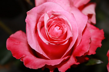 pink rose