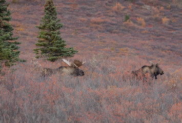 Bull And Cow Alaska Yukon Moose in the Fall Rut