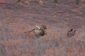 Bull And Cow Alaska Yukon Moose in the Fall Rut