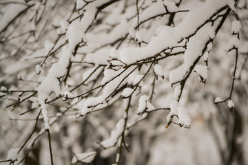 Fototapeta na wymiar Snowy park in Russian winter day.