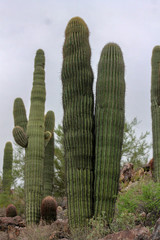 desert cactus