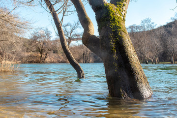 Mossy angled tree emerging from river water. Water level risen from flooding , snow melting floods.
