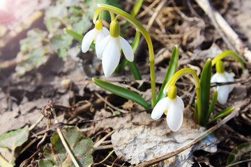 Beautiful blooming snowdrops on dry leaves in the spring. Real flowers. Close-up. Background. Scenery.