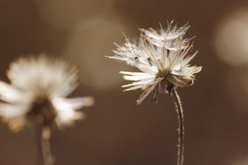 Dried wilted flower head in late summer