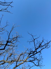 Silhouette of tree branches in the pure blue sky background