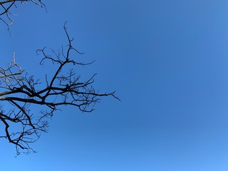 Silhouette of tree branches in the pure blue sky background