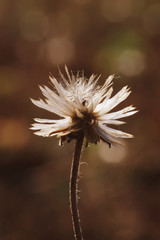 Dried wilted flower head in late summer