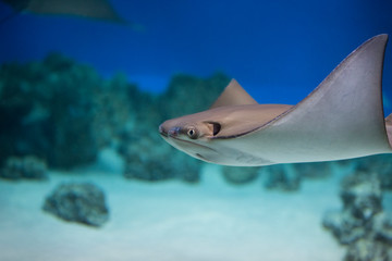 Naklejka premium Tahitian stingray (Himantura fai) swims in a large aquarium