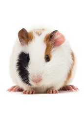 pet guinea pig looks on an isolated white background