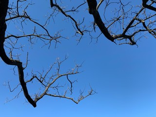Silhouette of tree branches in the pure blue sky background
