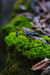 Macro of moss growing on the stone