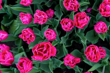 glade of large pink tulips, top view