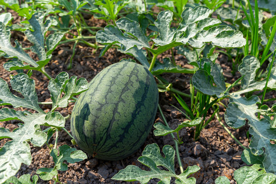 Watermelon that is growing on the farm