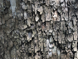 Texture and Pattern of Sycamore Tree Bark