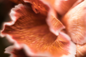 Beautiful gentle macro dry flower background, colourful pattern close up. Soft selective focus.