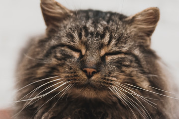 Close-up of the happy face of a sleeping brown cat