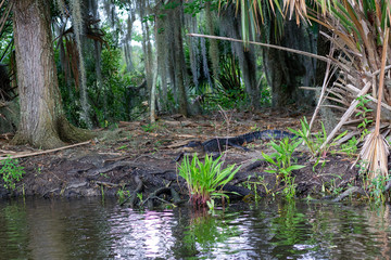 alligator on coast 