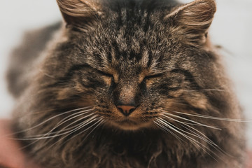 Close-up of the happy face of a sleeping brown cat