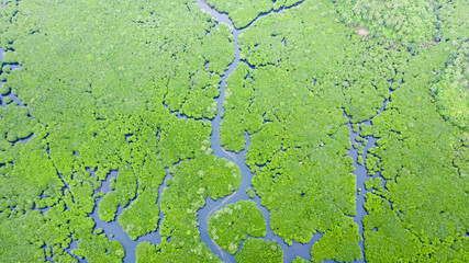 Mangrove forests and rivers, top view. Tropical background of mangrove trees. Philippine nature.