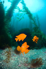 Fototapeta na wymiar Orange fish on ocean reef