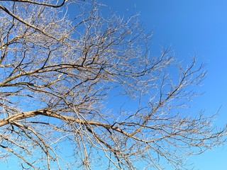 Silhouette of tree branches in the pure blue sky background
