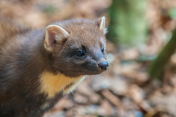  European marten 