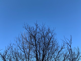 Silhouette of tree branches in the pure blue sky background