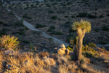 A view of a Joshua Tree in the glow of a golden sunset, with a desert background cast in shadow.