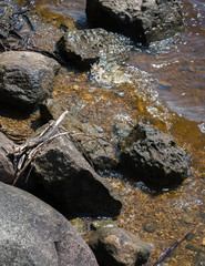 Fototapeta na wymiar rocky river bank, water rocks against rocks, washed ashore, old dry cane, twigs, pieces of wood