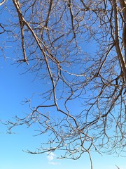 Silhouette of tree branches in the pure blue sky background