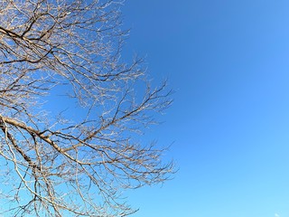 Silhouette of tree branches in the pure blue sky background