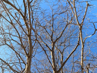 Silhouette of tree branches in the pure blue sky background
