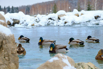 Fototapeta premium ducks swim in the water in winter. Ducks winter cold lake