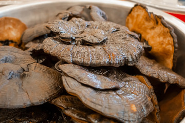 A closeup view of several reishi mushrooms on display at a local Chinese health food store.