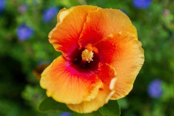 Fototapeta premium yellow orange hibiscus