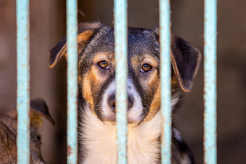 Homeless dog in a dog shelter. Animal in the cage