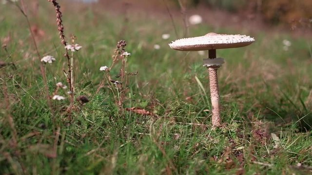 Wild parasol mushroom on a meadow. Slow motion POV pedestal camera movement. Shot on a gimbal.