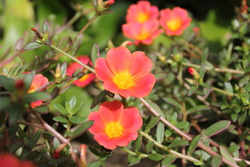 Portulaca oleracea L. little hogweed flowers, in common garden purslane, pigweed purslane, has medicinal properties.