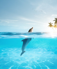 view of nice bottle nose dolphin  swimming in blue crystal water