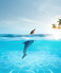 Foto op Plexiglas view of nice bottle nose dolphin  swimming in blue crystal water © Dmitry Ersler