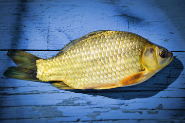 crucian carp on a blue background