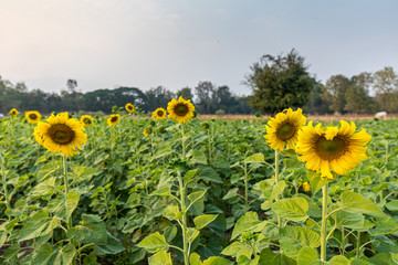 Beautiful fresh sunflower natural background
