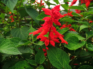 Beautiful Flowers with natural backgrounds