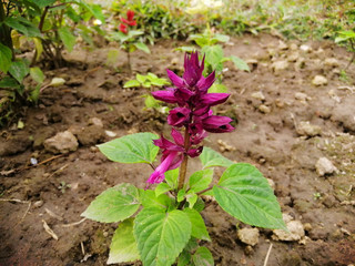 Beautiful Flowers with natural backgrounds