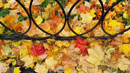 Bright autumn fallen leaves on green grass with cast iron fence