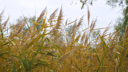 grass and sky