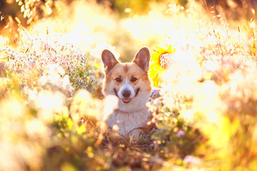 cute portrait of a beautiful Corgi dog puppy lie down on a Sunny bright blooming meadow