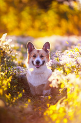 vertical cute portrait of a beautiful Corgi dog puppy lie down on a Sunny bright blooming meadow