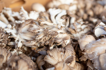 A closeup view of several clusters of maitake, or hen of the woods mushrooms on display at a local farmers market.