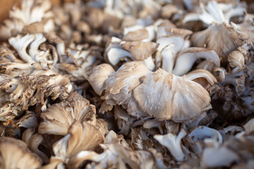 A closeup view of several clusters of maitake, or hen of the woods mushrooms on display at a local farmers market.